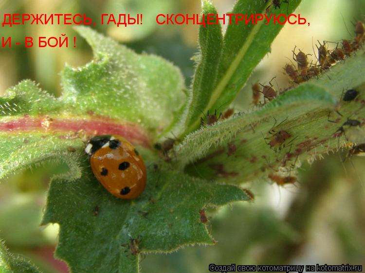 Котоматрица: ДЕРЖИТЕСЬ, ГАДЫ!   СКОНЦЕНТРИРУЮСЬ,  И - В БОЙ !