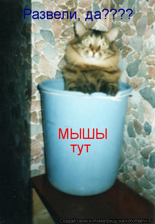 МЫШЫ тут Развели, да????... Котоматрица: МЫШЫ тут Развели, да????