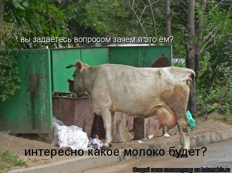 вы задаётесь вопросом зачем я это ем? интересно какое молоко будет?... Котоматрица: вы задаётесь вопросом зачем я это ем? интересно какое молоко будет?