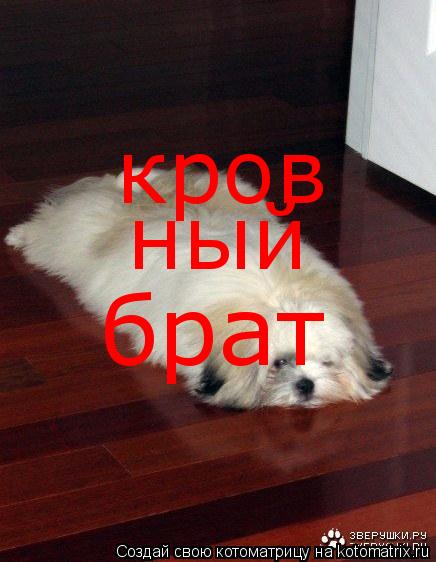 кров ный брат... Котоматрица: кров ный брат