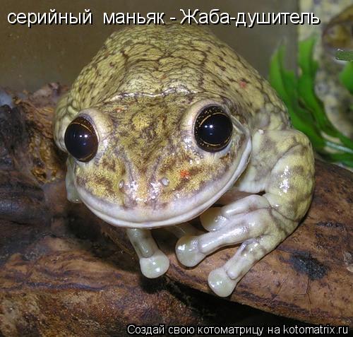 серийный маньяк - Жаба-душитель... Котоматрица: серийный маньяк - Жаба-душитель