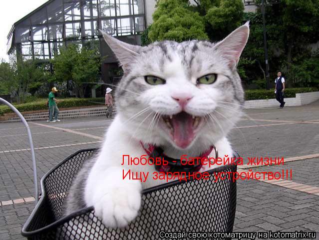 Любовь - батерейка жизни Ищу зарядное устройство!!!... Котоматрица: Любовь - батерейка жизни Ищу зарядное устройство!!!