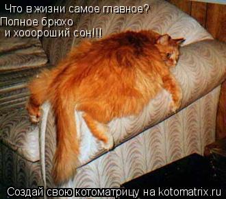 Что в жизни самое главное? Полное брюхо и хооороший сон!!!... Котоматрица: Что в жизни самое главное? Полное брюхо и хооороший сон!!!