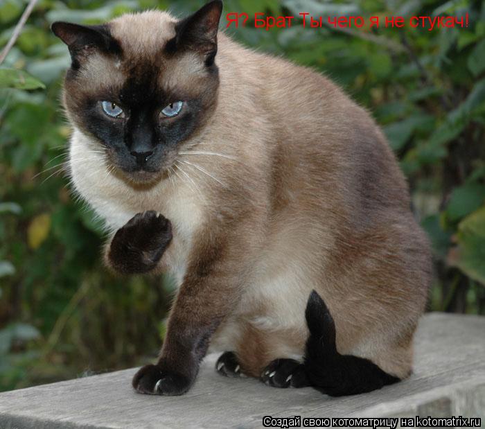 Котоматрица: Я? Брат Ты чего я не стукач!