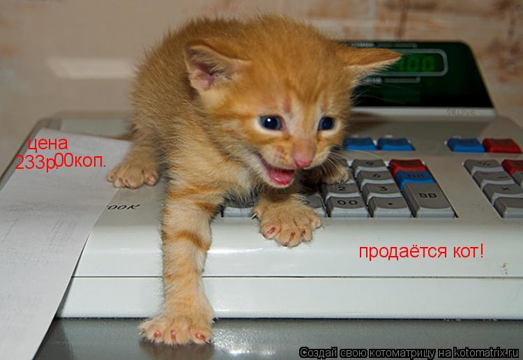 продаётся кот! цена 233р. 00коп.... Котоматрица: продаётся кот! цена 233р. 00коп.