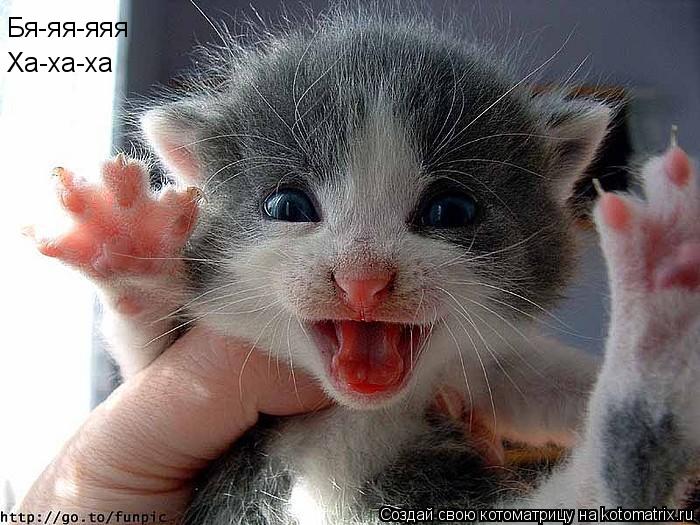 Бя-яя-яяя Ха-ха-ха... Котоматрица: Бя-яя-яяя Ха-ха-ха