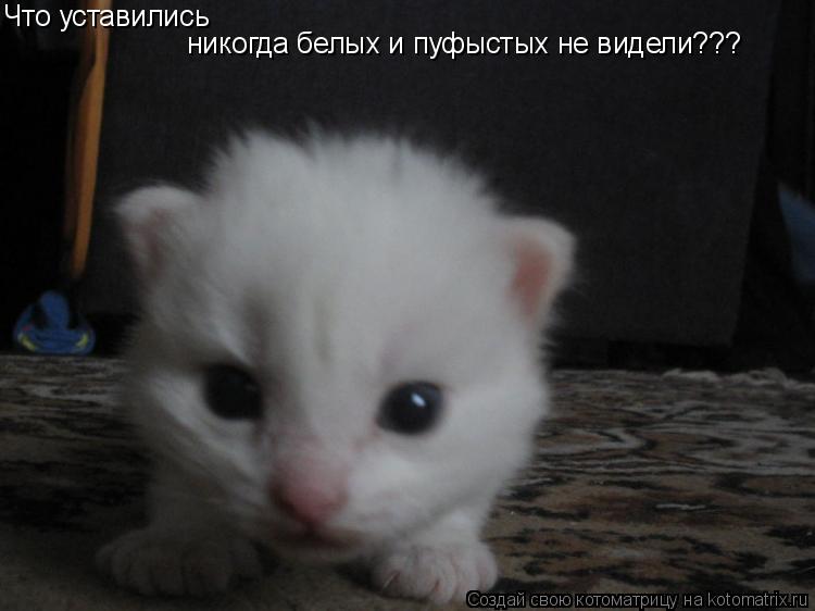 Что уставились никогда белых и пуфыстых не видели???... Котоматрица: Что уставились никогда белых и пуфыстых не видели???