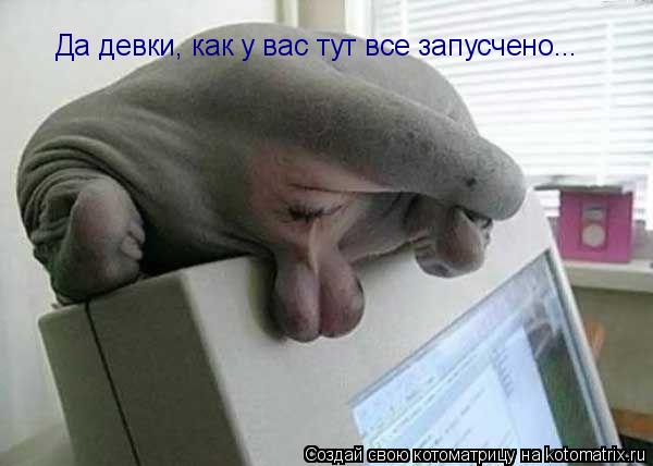 Да девки, как у вас тут все запусчено...... Котоматрица: Да девки, как у вас тут все запусчено...