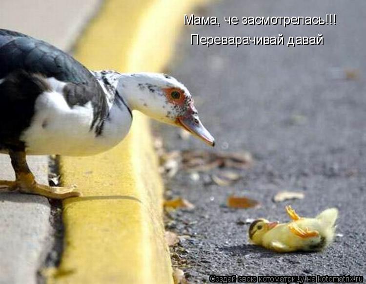 Мама, че засмотрелась!!! Переварачивай давай... Котоматрица: Мама, че засмотрелась!!! Переварачивай давай