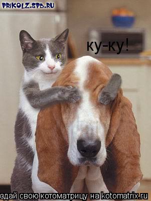 ку-ку!... Котоматрица: ку-ку!