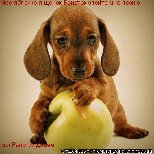 Моё яблочко я щенок Ранеток спойте мне песню мы Ранетки дааам... Котоматрица: Моё яблочко я щенок Ранеток спойте мне песню мы Ранетки дааам