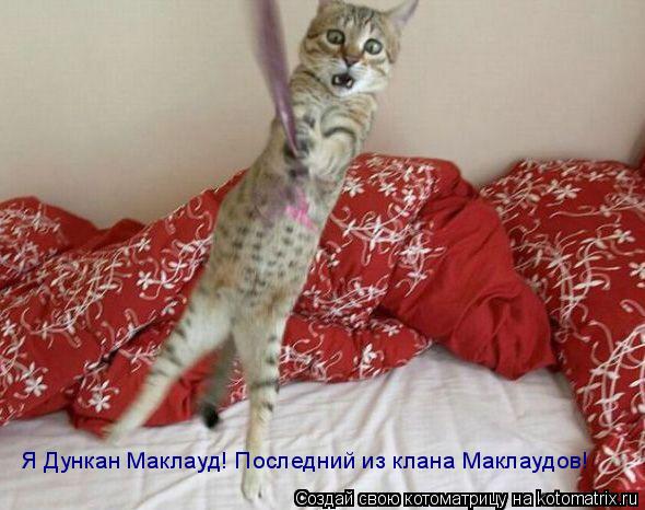 Я Дункан Маклауд! Последний из клана Маклаудов!... Котоматрица: Я Дункан Маклауд! Последний из клана Маклаудов!