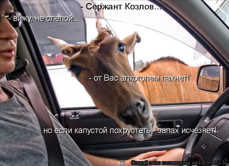 - от Вас алкоголем пахнет! но если капустой похрустетьм - запах исчезнет! но если капустой похрустеть... Котоматрица: - от Вас алкоголем пахнет! но если капустой похрустетьм - запах исчезнет! но если капустой похрустеть - запах исчезнет! - вижу, не слепой... - Се