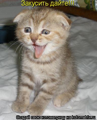 Закусить дайте!!!... Котоматрица: Закусить дайте!!!
