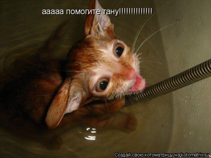 ааааа помогите тану!!!!!!!!!!!!!!... Котоматрица: ааааа помогите тану!!!!!!!!!!!!!!
