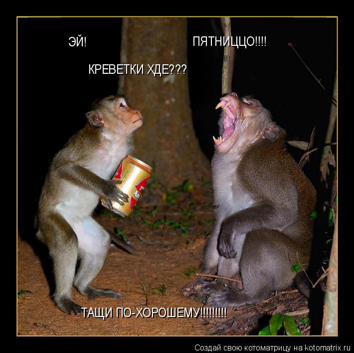 ПЯТНИЦЦО!!!! ЭЙ! КРЕВЕТКИ ХДЕ??? ТАЩИ ПО-ХОРОШЕМУ!!!!!!!!!... Котоматрица: ПЯТНИЦЦО!!!! ЭЙ! КРЕВЕТКИ ХДЕ??? ТАЩИ ПО-ХОРОШЕМУ!!!!!!!!!