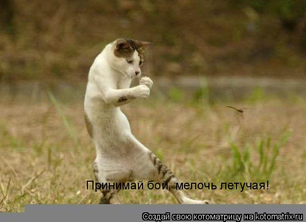 Принимай бой, мелочь летучая!... Котоматрица: Принимай бой, мелочь летучая!