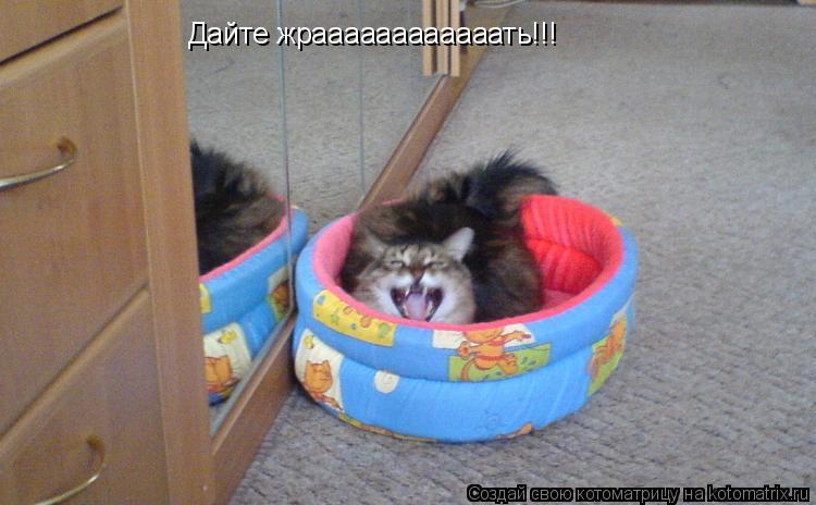 Котоматрица: Дайте жраааааааааааать!!!