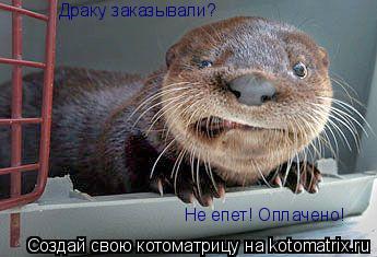 Драку заказывали? Не епет! Оплачено!... Котоматрица: Драку заказывали? Не епет! Оплачено!