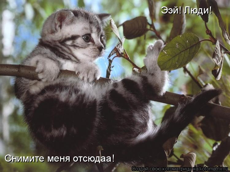 Ээй! Люди! Снимите меня отсюдаа!... Котоматрица: Ээй! Люди! Снимите меня отсюдаа!
