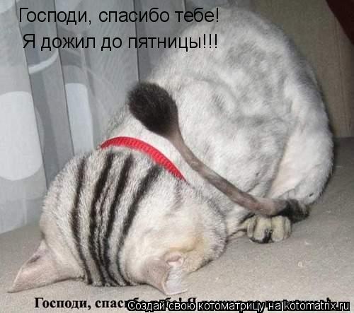 Господи, спасибо тебе! Я дожил до пятницы!!!... Котоматрица: Господи, спасибо тебе! Я дожил до пятницы!!!