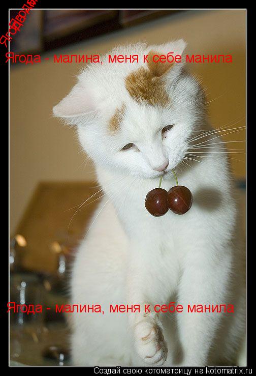 Ягода - малина, меня к себе манила Ягода - малина, меня к себе манила Ягода - малина, меня к себе ман... Котоматрица: Ягода - малина, меня к себе манила Ягода - малина, меня к себе манила Ягода - малина, меня к себе манила Ягода - малина, меня к себе манила