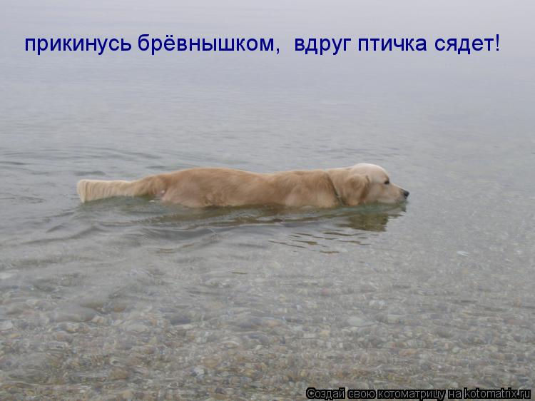 прикинусь брёвнышком, вдруг птичка сядет!... Котоматрица: прикинусь брёвнышком, вдруг птичка сядет!