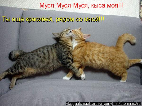 Муся-Муся-Муся, кыса моя!!! Ты еще красивей, рядом со мной!!!... Котоматрица: Муся-Муся-Муся, кыса моя!!! Ты еще красивей, рядом со мной!!!