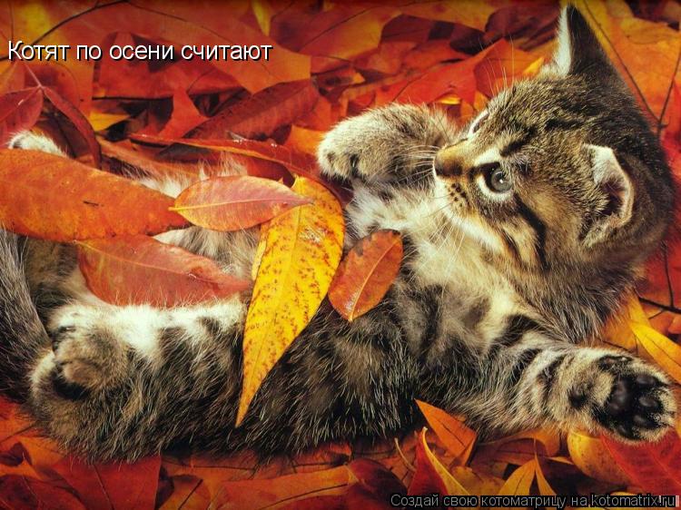Котят по осени считают... Котоматрица: Котят по осени считают