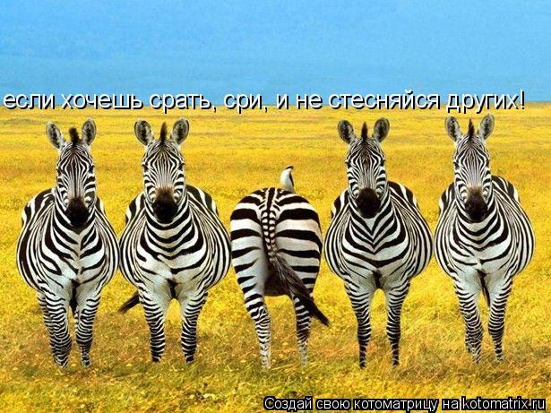 если хочешь срать, сри, и не стесняйся других!... Котоматрица: если хочешь срать, сри, и не стесняйся других!
