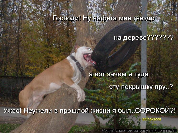 Господи! Ну нафига мне гнездо на дереве??????? а вот зачем я туда эту покрышку пру..? Ужас! Неужел... Котоматрица: Господи! Ну нафига мне гнездо на дереве??????? а вот зачем я туда эту покрышку пру..? Ужас! Неужели в прошлой жизни я был..СОРОКОЙ?!