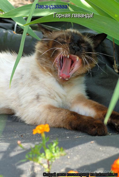 Лавандааааа! Горная лаванда!... Котоматрица: Лавандааааа! Горная лаванда!