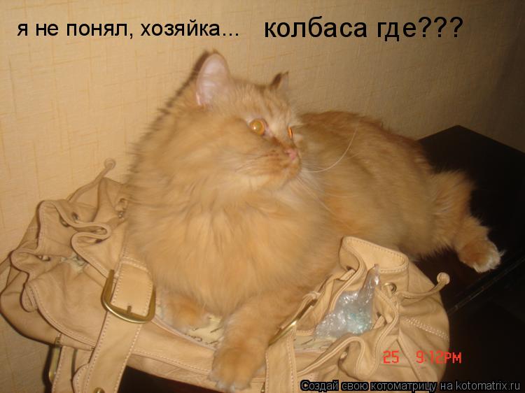 я не понял, хозяйка... колбаса где???... Котоматрица: я не понял, хозяйка... колбаса где???