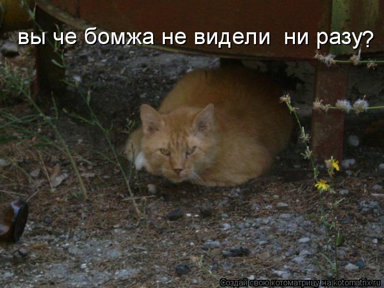 вы че бомжа не видели ни разу ?... Котоматрица: вы че бомжа не видели ни разу ?