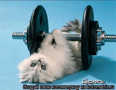 Держись... Котоматрица: Держись