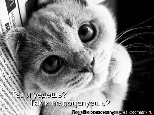 Так и уедешь? Так и не поцелуешь?... Котоматрица: Так и уедешь? Так и не поцелуешь?