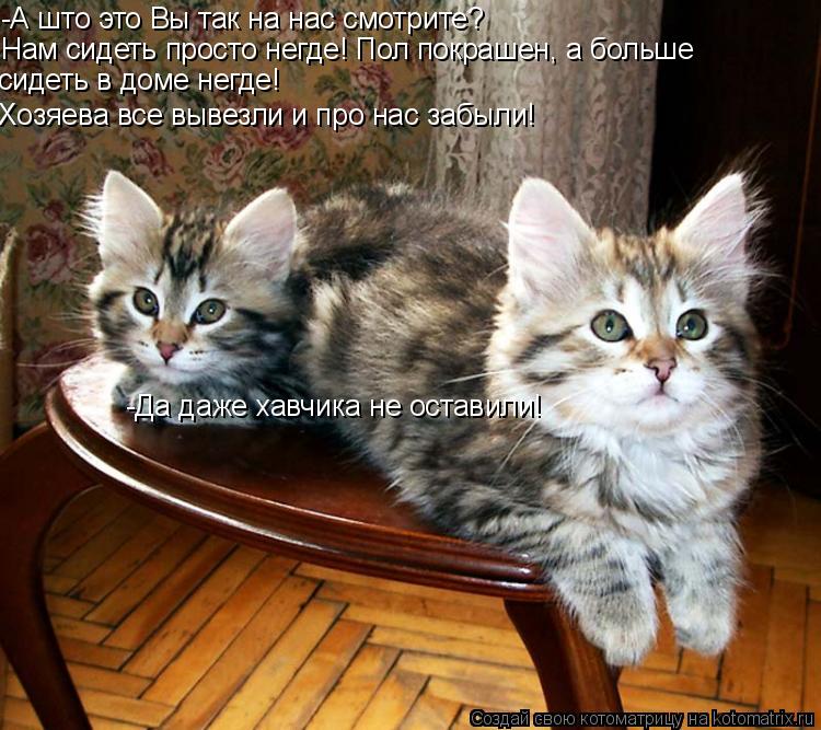 -А што это Вы так на нас смотрите? Нам сидеть просто негде! Пол покрашен, а больше сидеть в доме нег... Котоматрица: -А што это Вы так на нас смотрите? Нам сидеть просто негде! Пол покрашен, а больше сидеть в доме негде! Хозяева все вывезли и про нас забыли! -Д