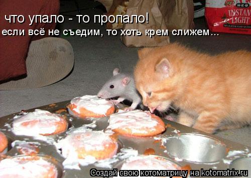 Котоматрица: что упало - то пропало! если всё не съедим, то хоть крем слижем...