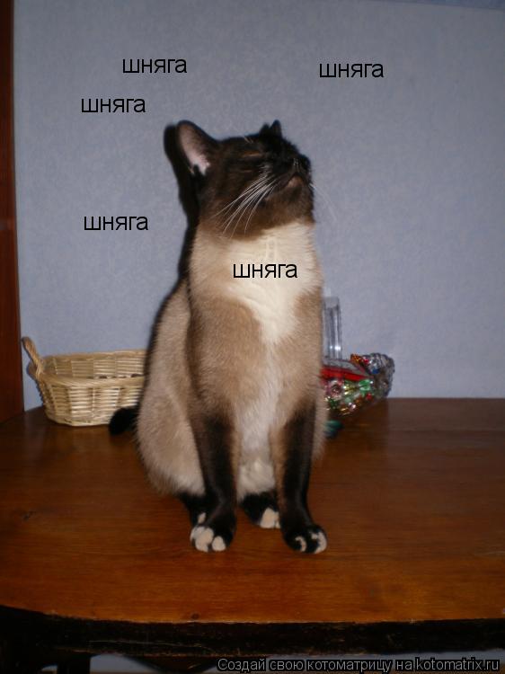 шняга шняга шняга шняга шняга... Котоматрица: шняга шняга шняга шняга шняга