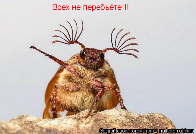Всех не перебьёте!!!... Котоматрица: Всех не перебьёте!!!