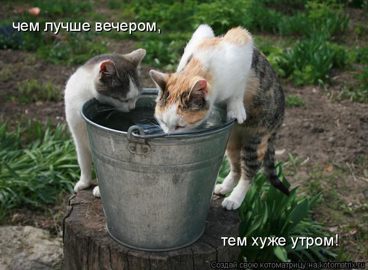 чем лучше вечером, тем хуже утром!... Котоматрица: чем лучше вечером, тем хуже утром!