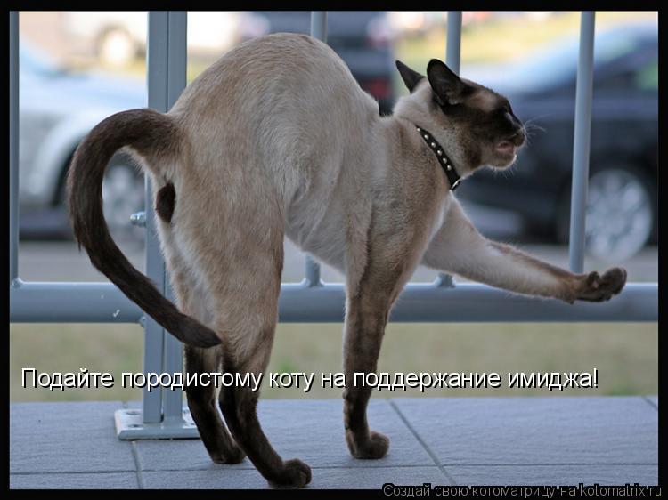 Подайте породистому коту на поддержание имиджа!... Котоматрица: Подайте породистому коту на поддержание имиджа!