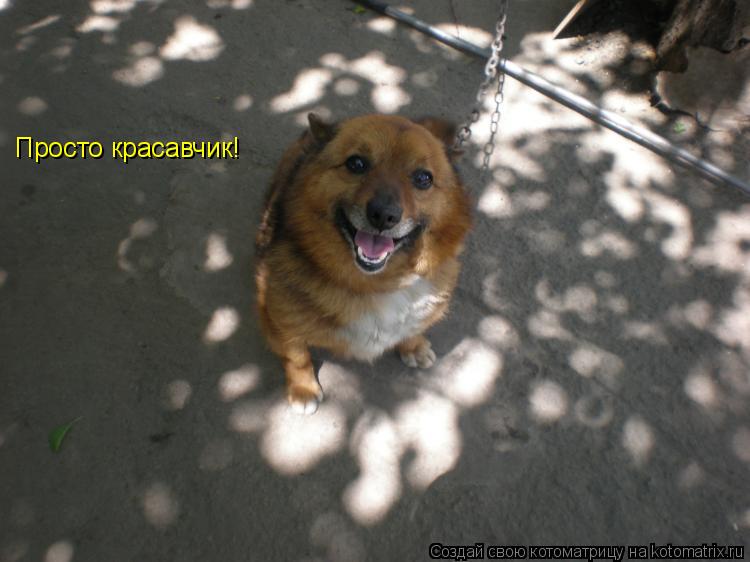 Котоматрица: Просто красавчик!
