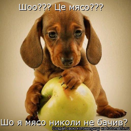 Шоо??? Це мясо??? Шо я мясо николи не бачив?... Котоматрица: Шоо??? Це мясо??? Шо я мясо николи не бачив?