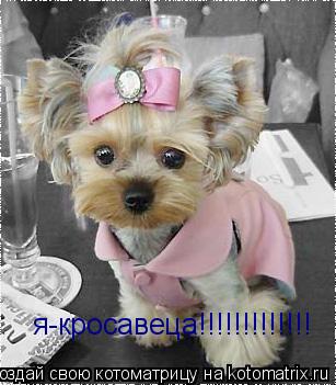 я-кросавеца!!!!!!!!!!!!!... Котоматрица: я-кросавеца!!!!!!!!!!!!!