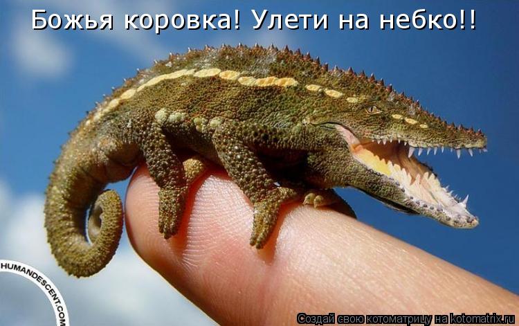 Божья коровка! Улети на небко!!... Котоматрица: Божья коровка! Улети на небко!!