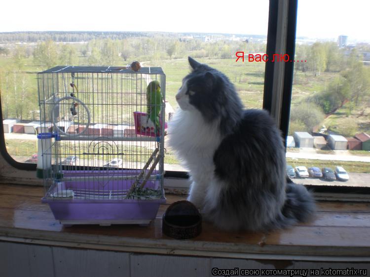 Котоматрица: Я вас лю.....
