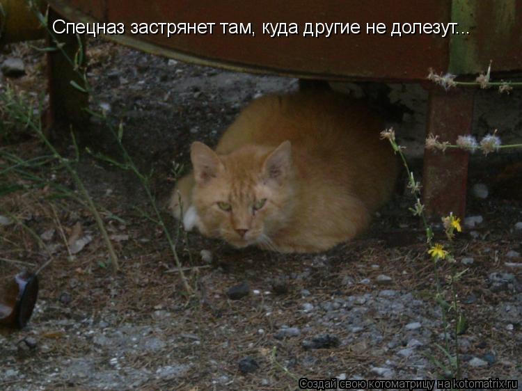Спецназ застрянет там, куда другие не долезут...... Котоматрица: Спецназ застрянет там, куда другие не долезут...