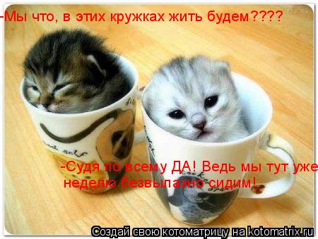 -Мы что, в этих кружках жить будем???? -Судя по всему ДА! Ведь мы тут уже неделю безвылазно сидим!... Котоматрица: -Мы что, в этих кружках жить будем???? -Судя по всему ДА! Ведь мы тут уже неделю безвылазно сидим!