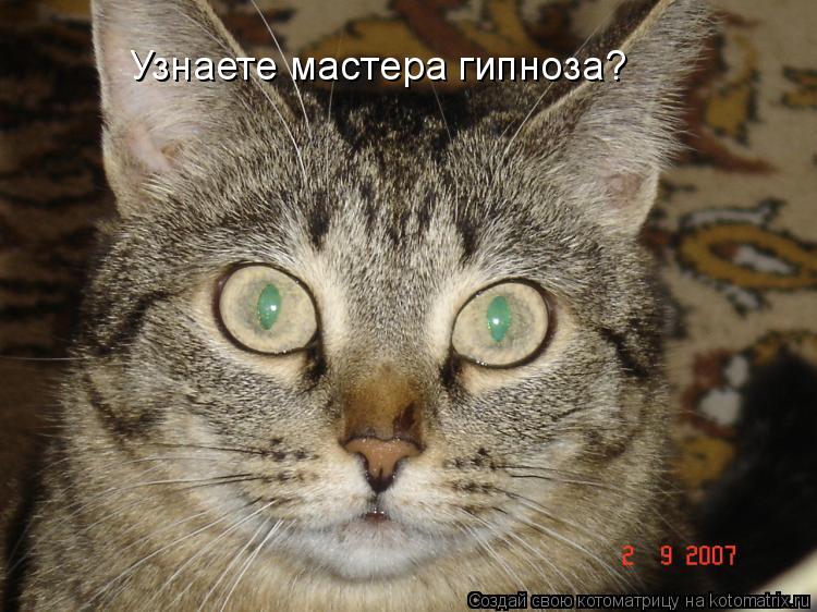 Узнаете мастера гипноза?... Котоматрица: Узнаете мастера гипноза?
